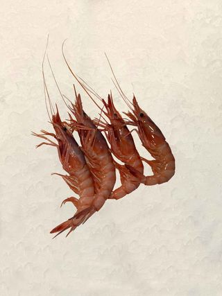 Gamba M-G Vilanova (300 Gr.)