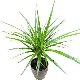 Dracena