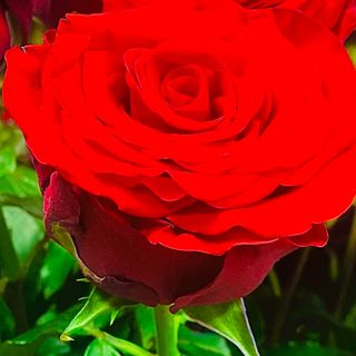 Róża czerwona 50cm cięta 
