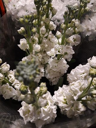 Bouquet 10 viola ciocca