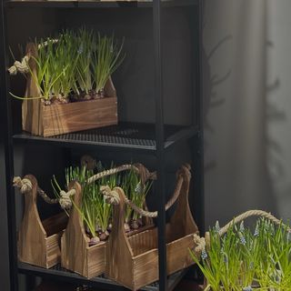 Aranjament cu bulbi, în lădiță de lemn 