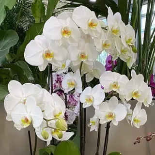 Orchidea di 4 rami bianchi lucidi 