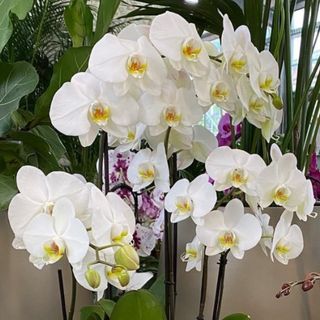 Orchidea di 4 rami bianchi lucidi 