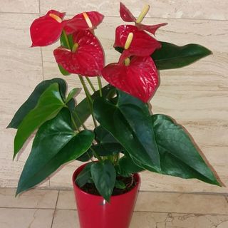 Anturio rojo con macetero