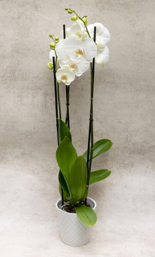 Orquídea Phalaenopsis Blanca