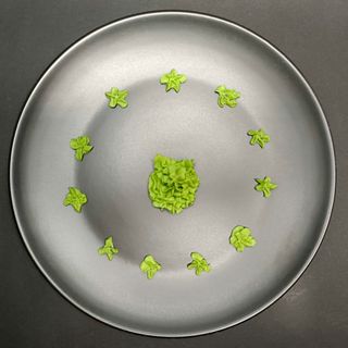 Chrzan japoński wasabi 20g