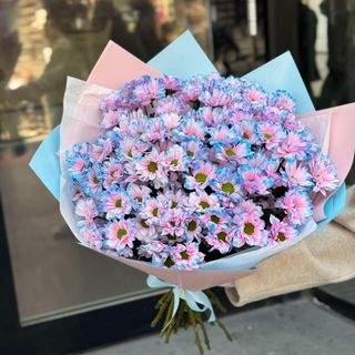 ჰოლანდიური ქრიზანთემა XL