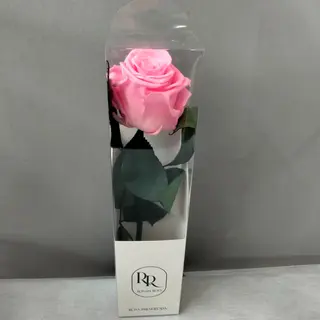 Rosa eterna rosada 25-32 cm.