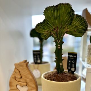 Wilczomlecz mleczny w doniczce