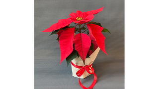 Poinsecja mini czerwona