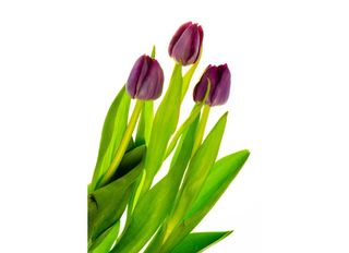 Лилави Лалета 3 Бр