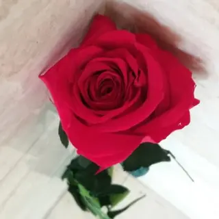 Rosa Roja Unidad