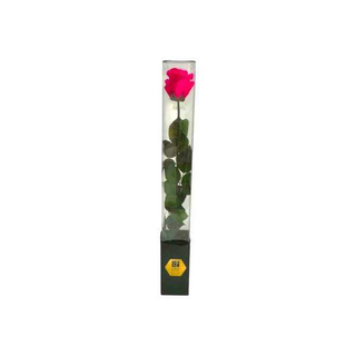 Rosa Cor-de-Rosa Shock Preservada
