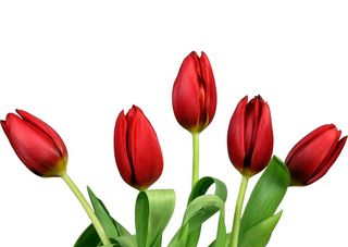 Червени Лалета 7 Бр