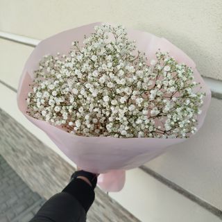 5 галузок біленької гіпсофіли