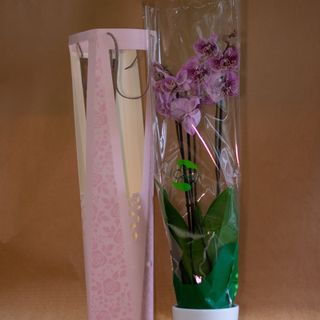 Orhideja sa 2 grane u ukrasnom pakovanju