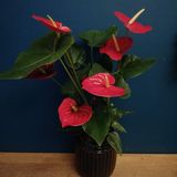 Anthurium Rojo Grande