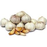 Garlic China