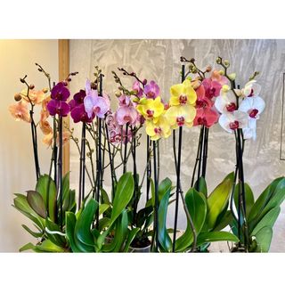 Phalaenopsis a due rami