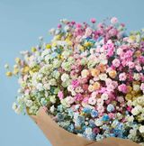 ფერადი გიფსოფილა (5ტოტი)