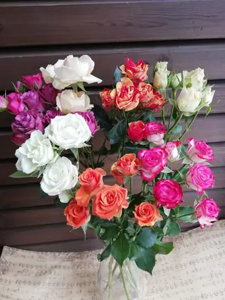 Mini roza la fir