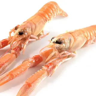 Sashimi scampi