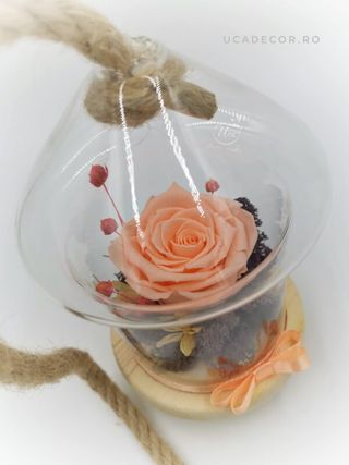 Trandafir criogenat in cupola Uca110L