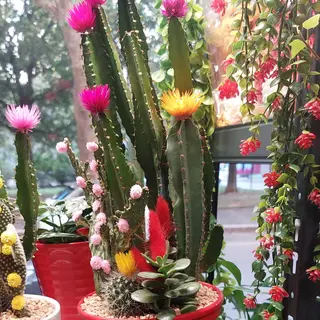 Pianta grassa pianta veri fiori colorati