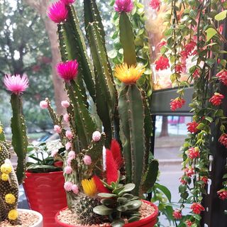 Pianta grassa pianta veri fiori colorati