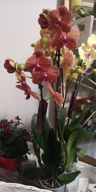 Cesto a sorpresa di piante