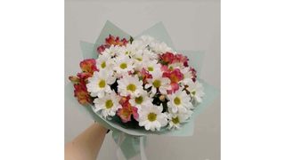 ქრიზანთემა და ასტრომერია