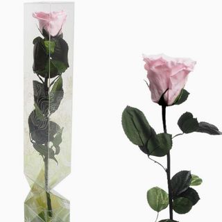 Rosa rosa claro preservada