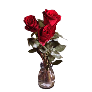 Róża czerwona długa 3 szt.