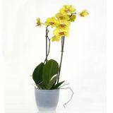 Orchidée Jaune 2 Branches + vase gratuit