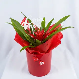 Bromélia "Com Amor"