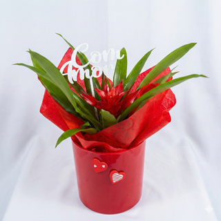Bromélia "Com Amor"