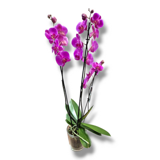 Orquídea 