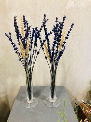 Violeteros (Conjunto)