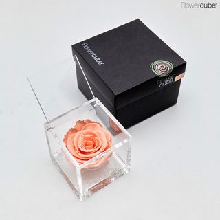 FlowerCube Rosa Preservada Pêssego