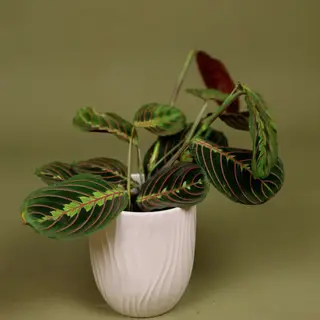 Maranta cu Vas Ceramica