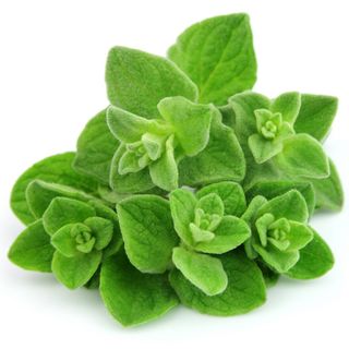 Orégano Fresco Manojo 1 Manojo