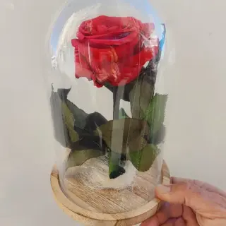 Cúpula Rosa Roja preservada eterna tamaño 12 x 13 cm.