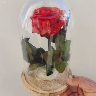 Cúpula Rosa Roja preservada eterna tamaño mediano
