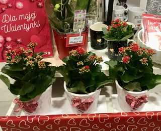 Kwiat doniczkowy z walentynkowym akcentem