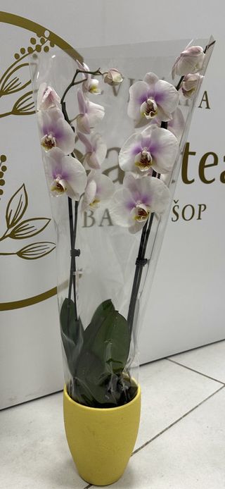 Orhideja sa saksijom