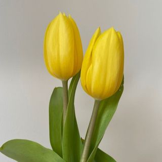 Bukiet z dowolnej ilości tulipanów żółtych 