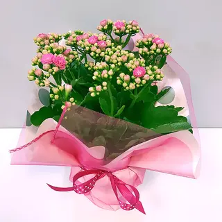 Kalanchoe