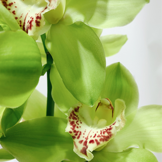 მწვანე ორქიდეა