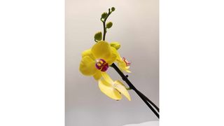 Žuta orhideja