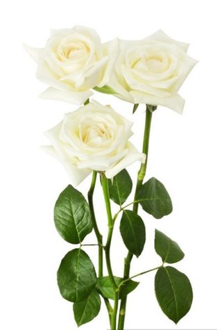 3 białe róży 